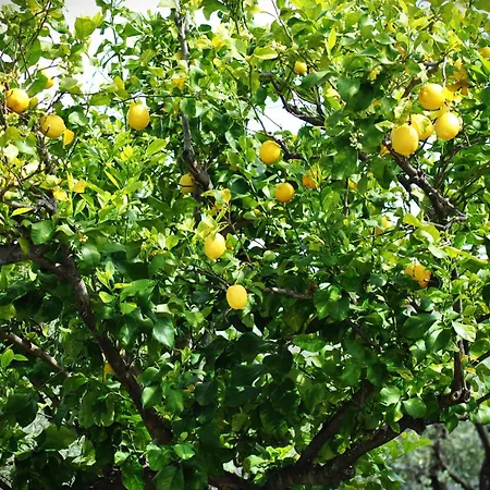 A Casa Dei Nonni Frühstückspension Vasto