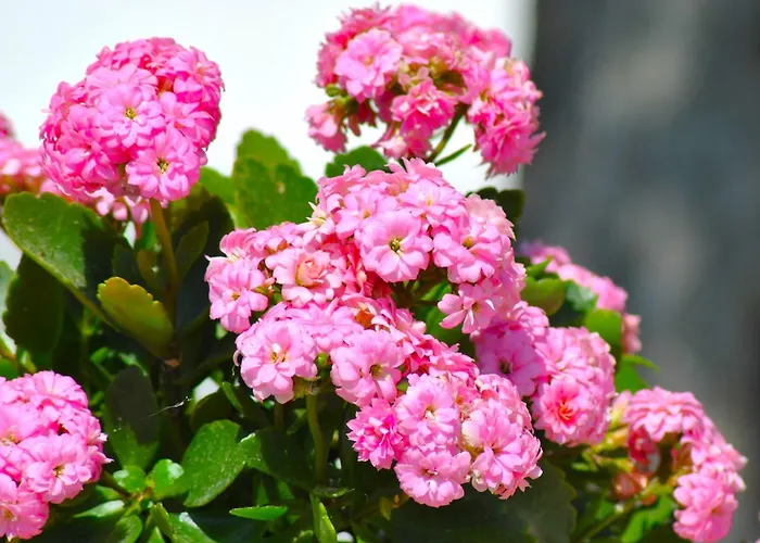 A Casa Dei Nonni Bed & Breakfast