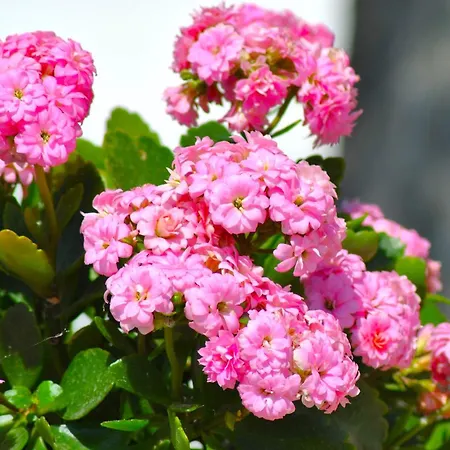 A Casa Dei Nonni Bed & Breakfast